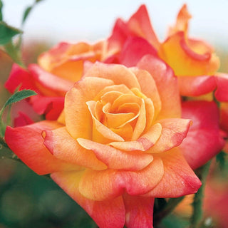 Joseph's Coat Climbing Rose